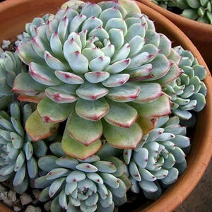 Echeveria amoena RARE / 20 seeds image 3