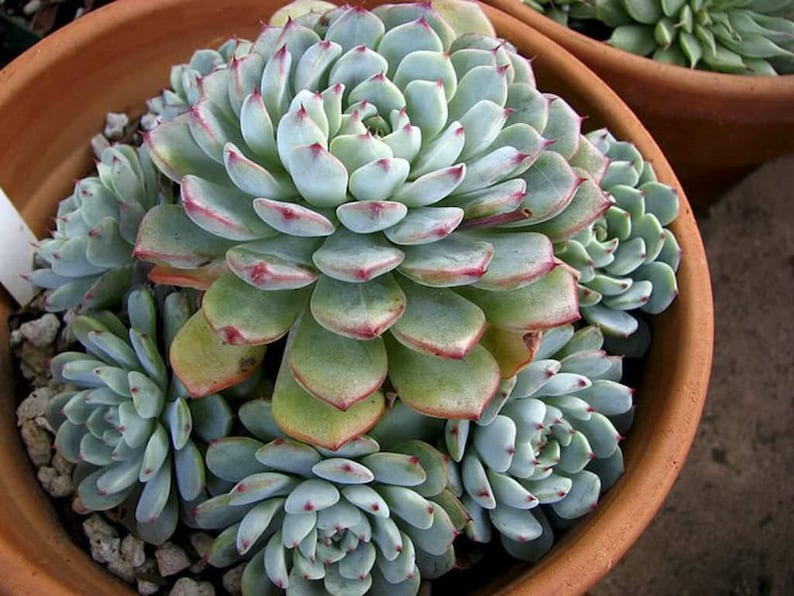 Echeveria amoena RARE / 20 seeds image 3