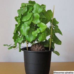 Dioscorea sylvatica / 5 graines Pied déléphant, Igname sauvage image 1