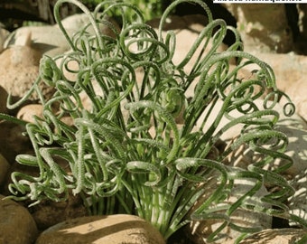 Albuca namaquensis (Spiral grass) / 5 seeds per pack