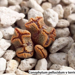 May include: Close-up of four brown and tan Conophytum pellucidum v terricolor succulent plants with a cross-shaped pattern on their surface. The plants are growing in a bed of white gravel.