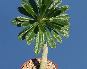 Dorstenia gigas / 5 Samen (Sokotra Feigenbaum)