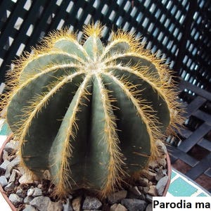 Parodia magnifica (Ball Cactus) / 10 seeds per pack