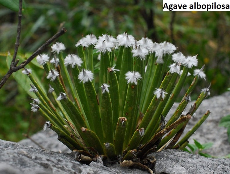 Agave albopilosa VERY RARE / 3 seeds White hair agave image 1