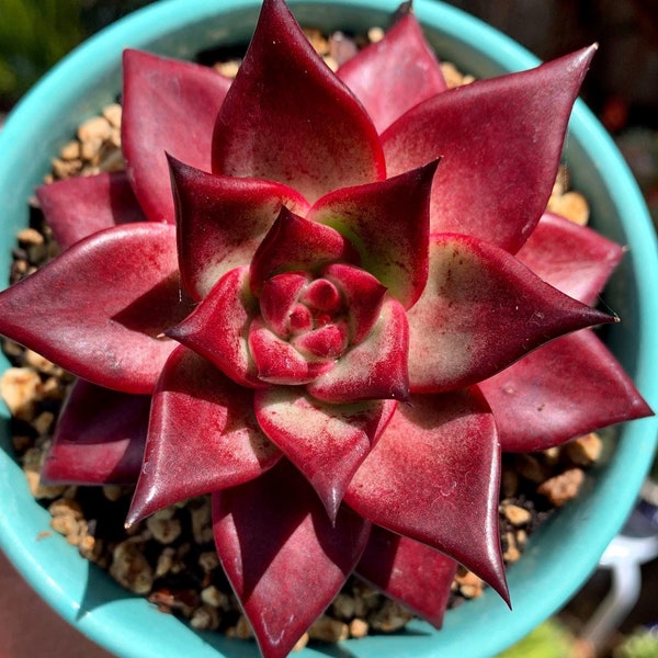 Echeveria agavoides v Romeo Rubin / 20 seeds