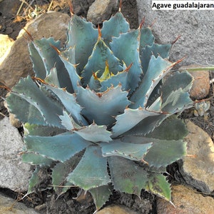Agave guadalajarana / 10 seeds (Maguey chato)