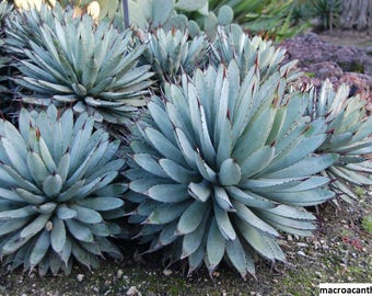 Exotische Rote Agave Kerchovei 10 Samen - Etsy.de