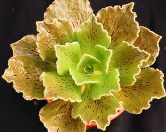 Aeonium smithii / 20 seeds
