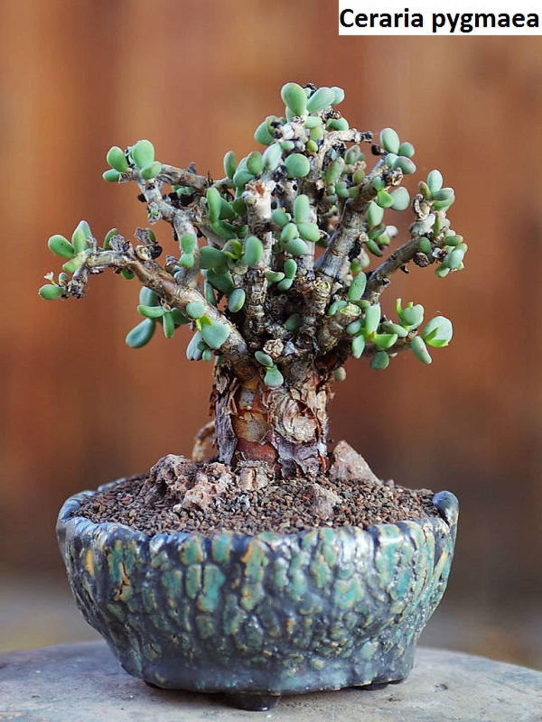 Ceraria pygmaea / 5 seeds - Etsy 日本