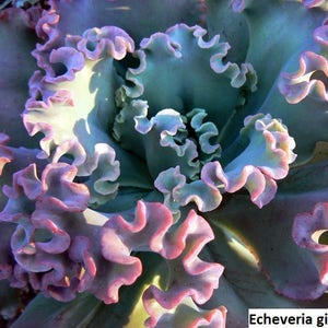 Echeveria gibbiflora / 20 seeds RARE curly echeveria image 5