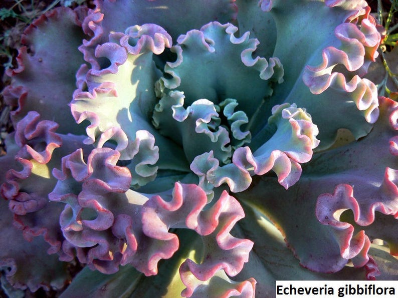 Echeveria gibbiflora / 20 semillas RARE curly echeveria imagen 5