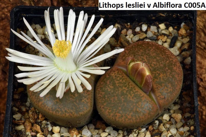 Lithops lesliei v Albiflora C005A / Living stones / 20 seeds image 1