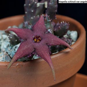 Könnte beinhalten: Nahaufnahme einer Stapelia schinzii var angolensis Pflanze in einem Terrakotta-Topf. Die sternförmige Blüte hat eine tief burgunderrote Farbe mit einer strukturierten Oberfläche und einem gelben Zentrum. Die Pflanze ist von kleinen, hellen Steinen umgeben.