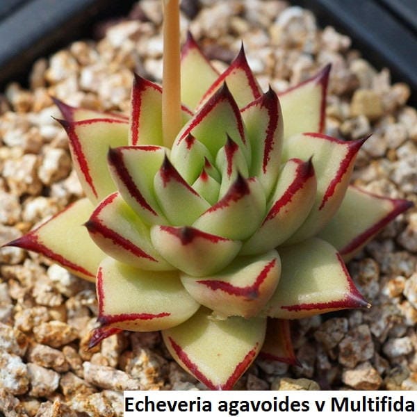 Echeveria agavoides v Multifida / 20 seeds