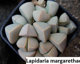 Lapidaria margaretae (Karoo Rose) / 20 seeds