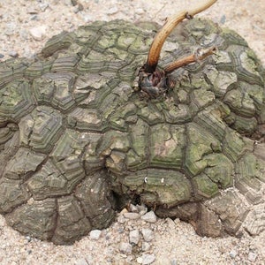 Dioscorea sylvatica / 5 graines Pied déléphant, Igname sauvage image 3