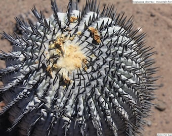 Copiapoa cinerea - forma montana / 10 semi [semi di habitat]