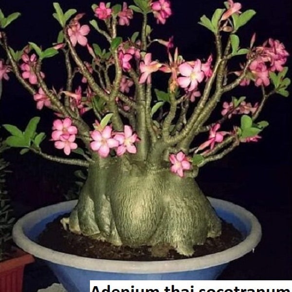 Adenium Thai Socotranum (Desert Rose, Sabi Star) / 5 seeds [RARE]