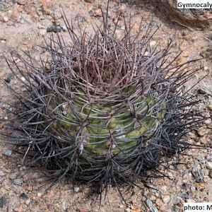 Gymnocalycium hossei / 10 seeds
