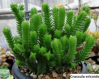 Crassula ericoides / 20 Samen (Große Peitschenschnur)