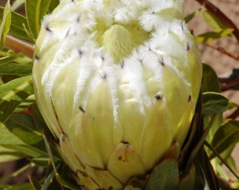 Protea mundii (White Protea, Forest Sugarbush) / 5 seeds