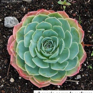 Echeveria secunda Glauca / 20 semillas (Blue Echeveria)