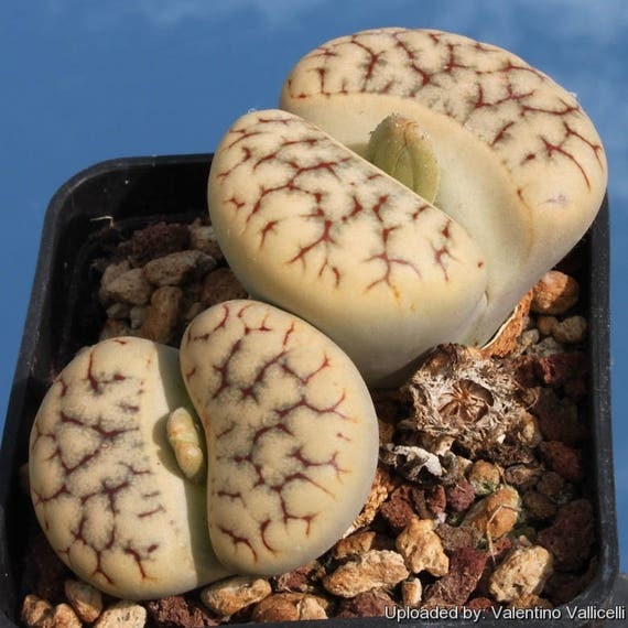 Semis de Lithops Il_570xN.1174481398_mip0