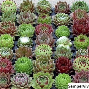 Mix di semi di Sempervivum / 20 semi (Gallina e Pulcino, Semprevivo)