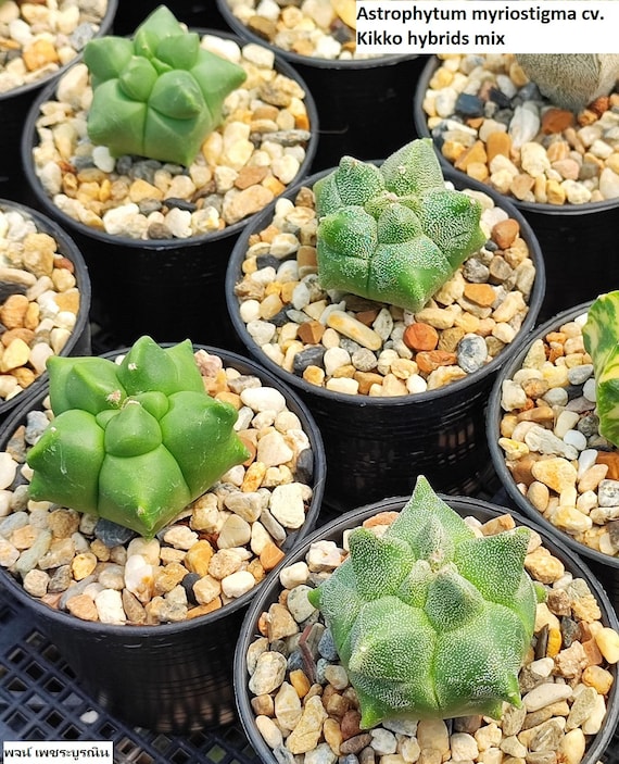 Astrophytum myriostigma cv. Kikko Hybriden Mix/5 Samen - Etsy sterreich