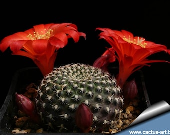 Rebutia krainziana / 10 frön (Krainz kronkaktus)