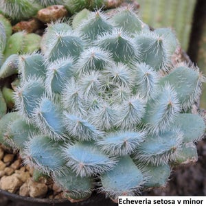 Echeveria setosa v deminuta [RARE] / 20 semillas