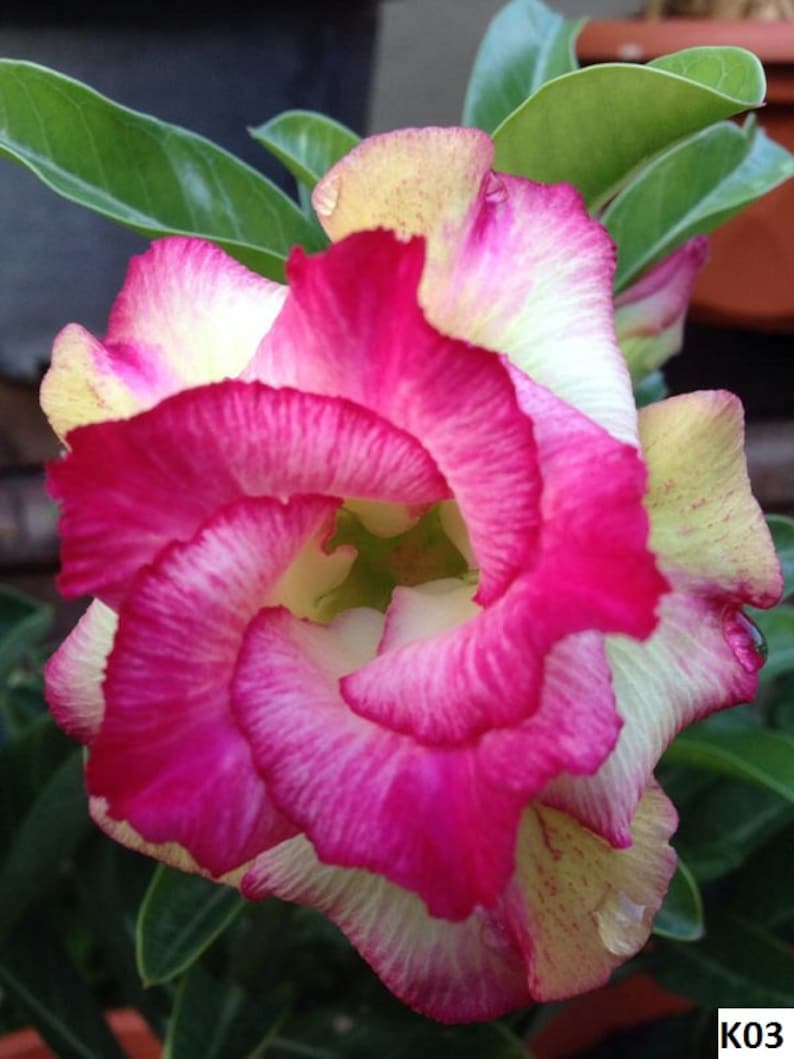 Adenium obesum 'K03' Yellow & Pink Double-Petal Desert Rose, Sabi Star / 5 seeds image 1