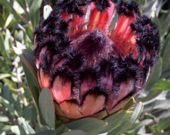 Protea laurifolia (Laurel Protea) / 5 seeds