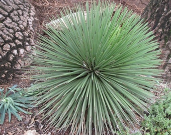 Agave Stricta / 10 Samen (Igelagave)