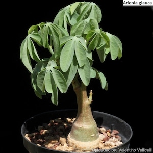 Adenia glauca / 5 Samen