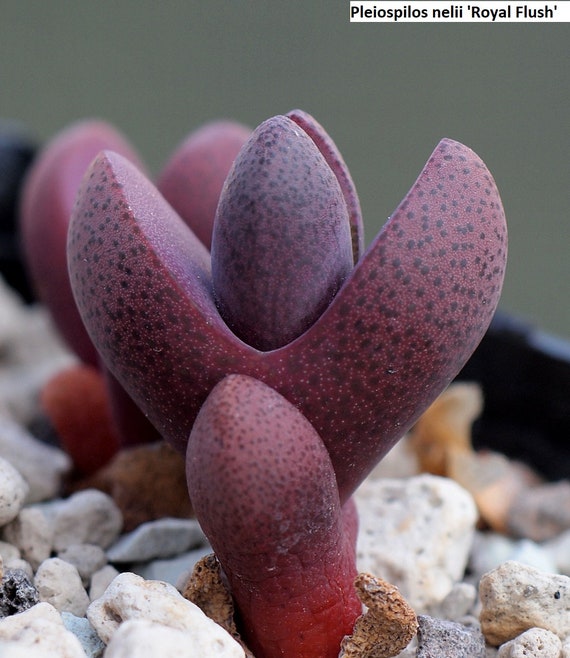 RARE PLEIOSPILOS NELII ROYAL FLUSH @@ mesembs living stones cactus seed 20 SEEDS