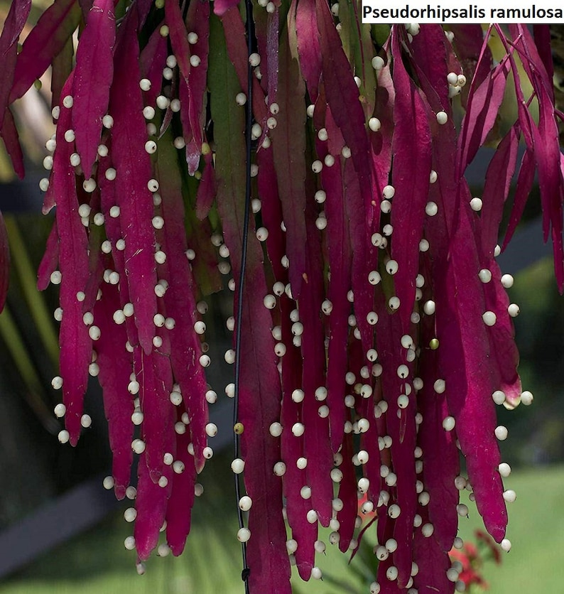 Pseudorhipsalis ramulosa / 20 seeds Red Rhipsalis image 1