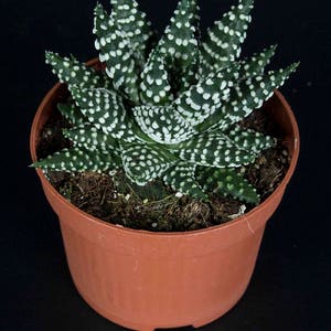 Haworthia pumila Pearl plant / 10 seeds image 1