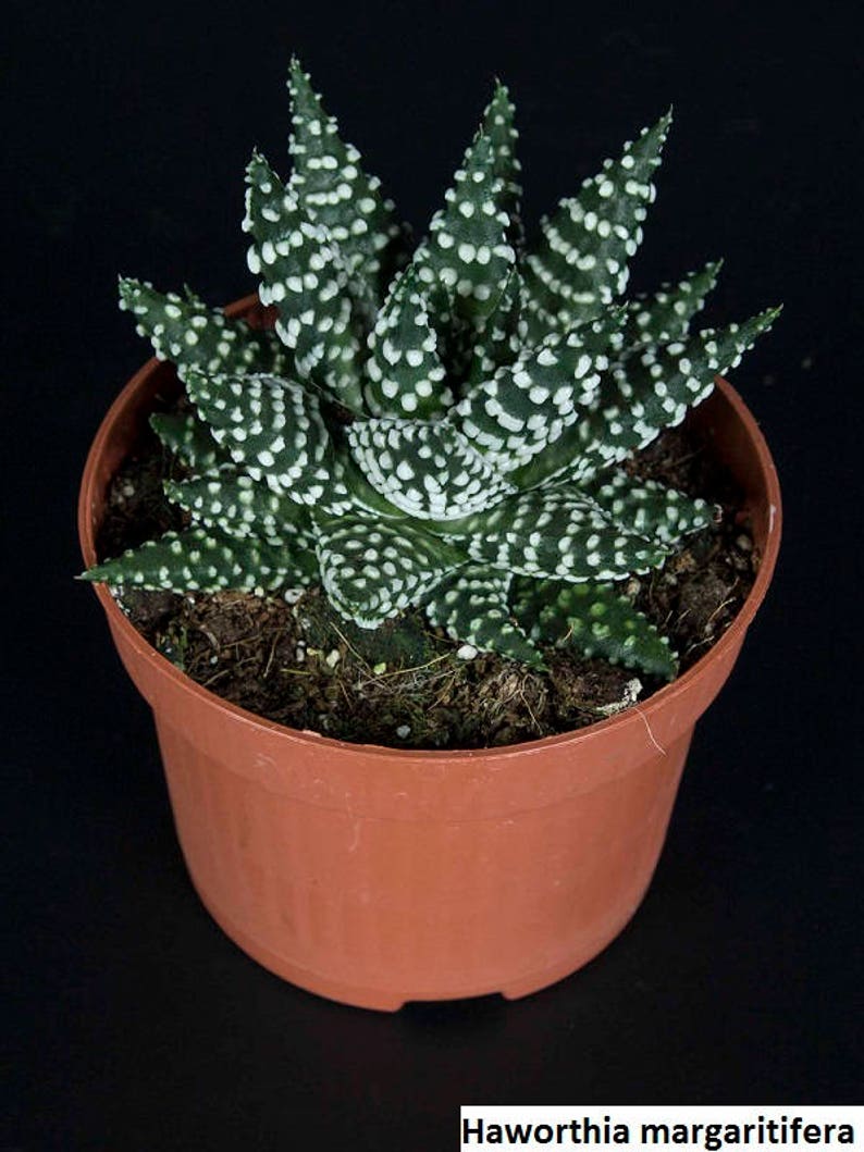 Haworthia pumila Pearl plant / 10 seeds image 1