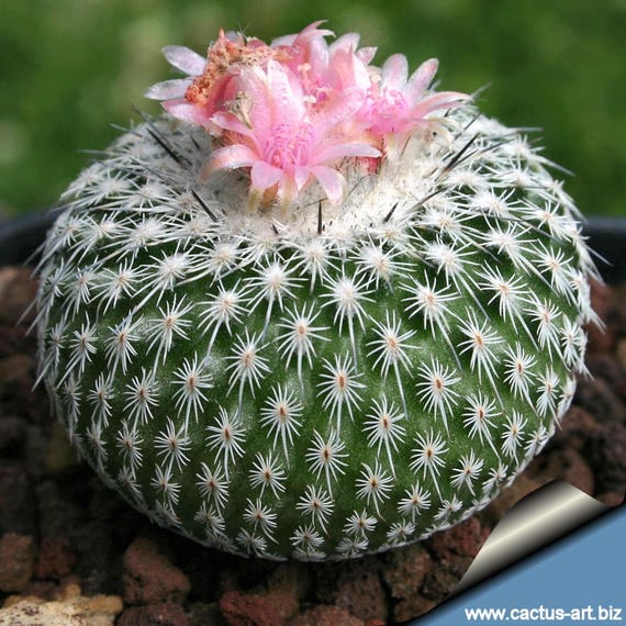 Epithelantha Micromeris Cactus Seeds – 100 Seeds, Globular Flowering Cacti, Button Cactus