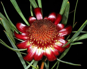 Protea acuminata / 5 seeds (black-rim sugarbush)