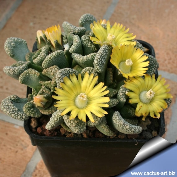 Titanopsis Calcarea: Trucchi E Segreti Per Prendersi Cura Di Questa Pianta Grassa - Foto 6