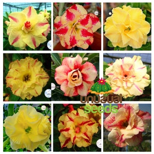 May include: Nine different varieties of Adenium obesum flowers, also known as desert rose, in a collage. The flowers are in shades of yellow, red, and white with intricate patterns.