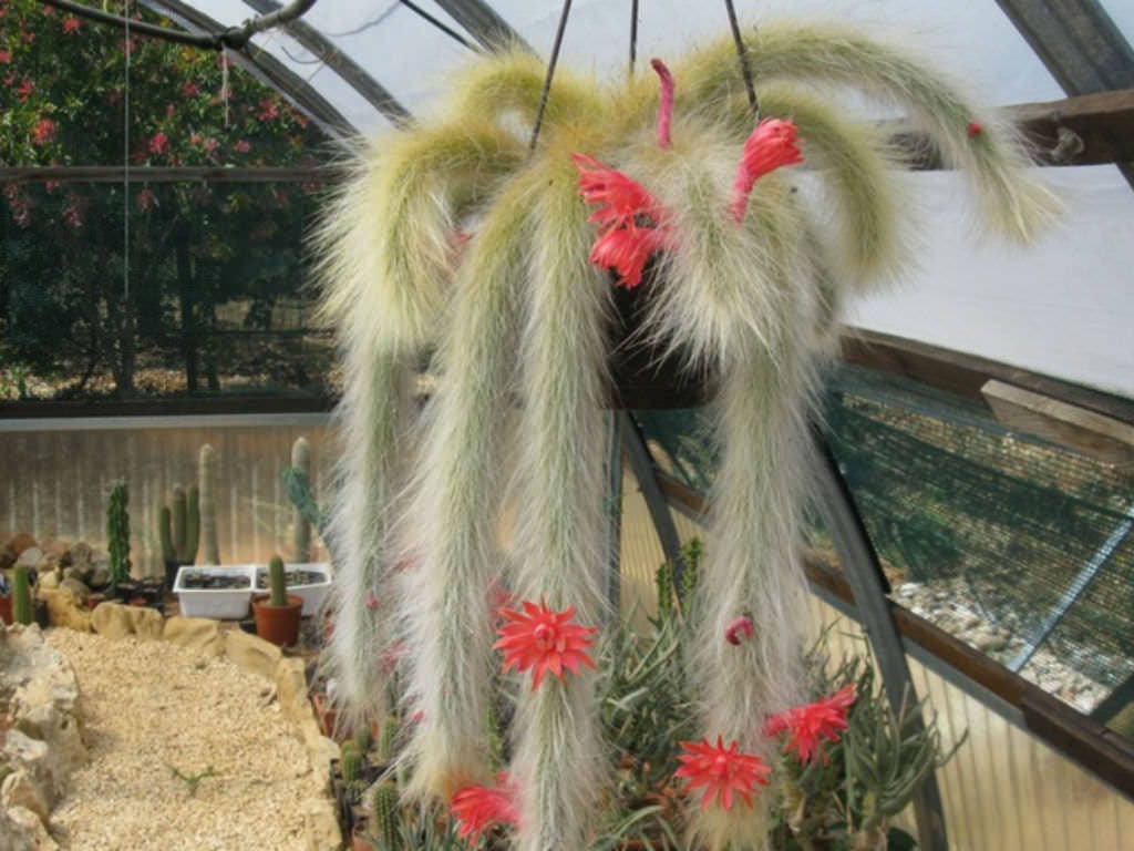Monkey Tail Cactus Seeds Hildewintera colademononis 5 Seeds Monkey Tail Cactus Seeds Hildewintera colademononis 5 Seeds