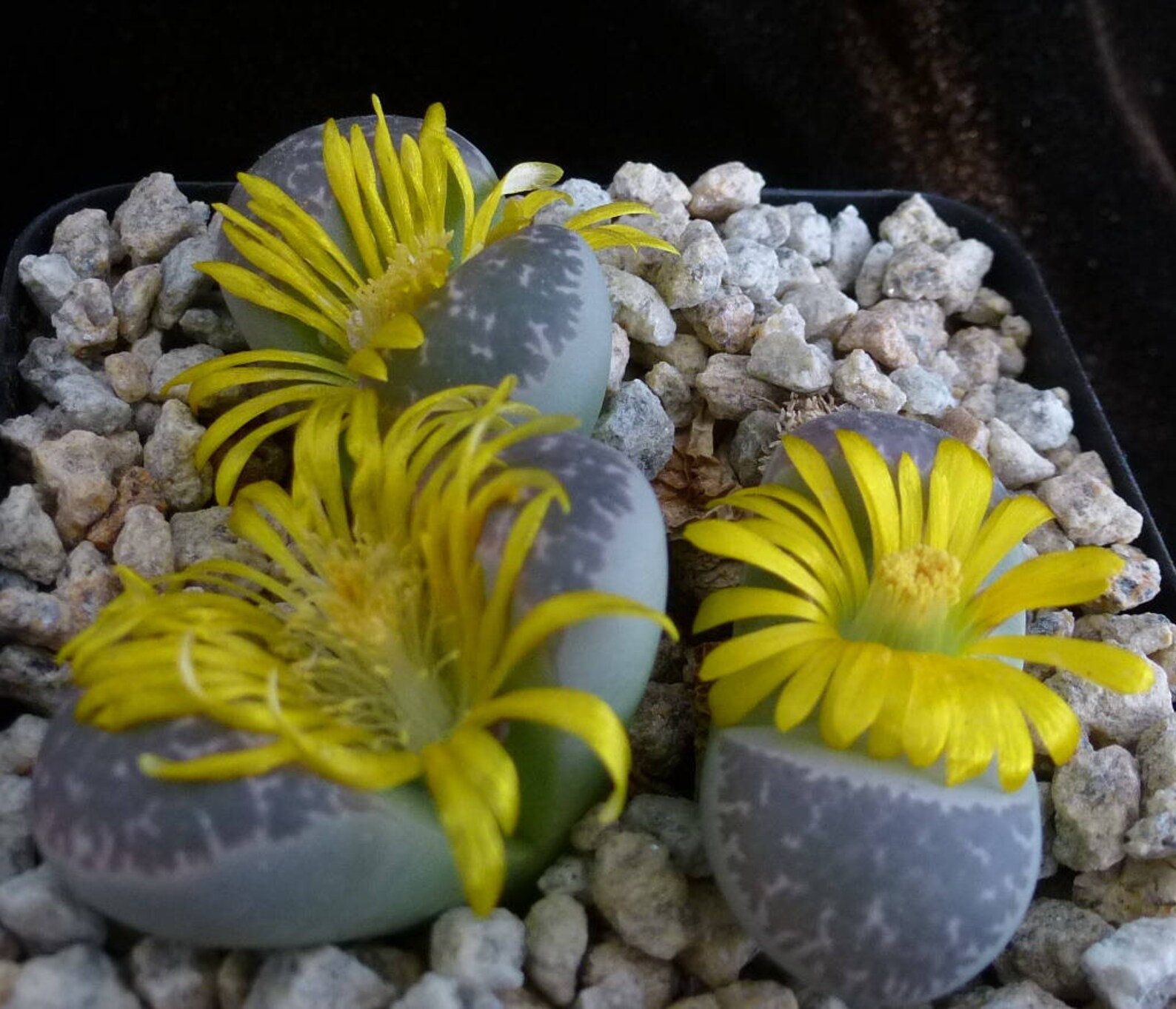 Lithops ruschiorum