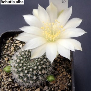 Rebutia alba / 10 sementes