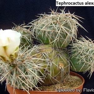 Tephrocactus alexanderi / 5 seeds