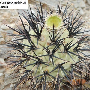 Tephrocactus geometricus f. fiambalensis / 5 seeds