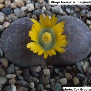 Lithops hookeri v marginata C337 (red-brown form) / 20 seeds (Living stones)