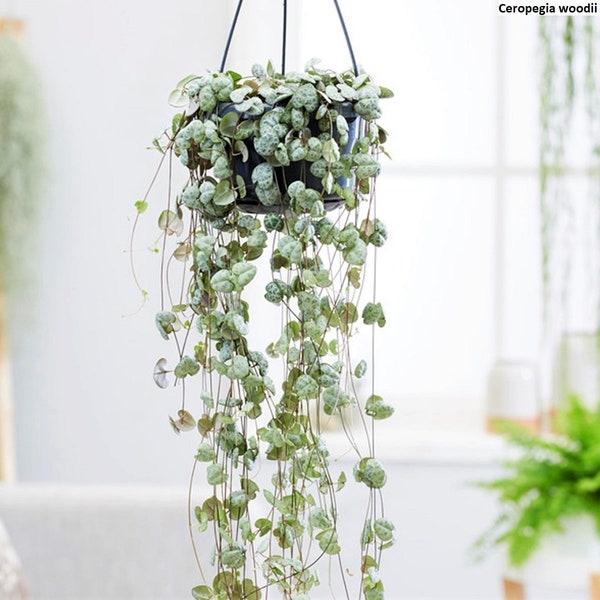 Ceropegia woodii / 5 seeds (String of Hearts)